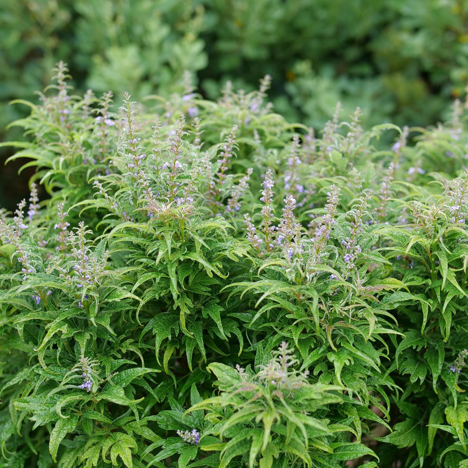 FEATHERMAN™ Vitex - Image 2