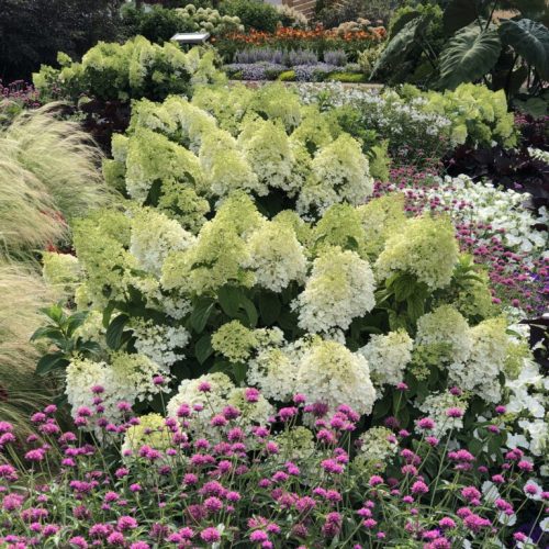 1 Bobo Hyd-TruffulaPk Gomph Bobo Hydrangea