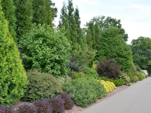 1 Main image mixed shrub border_Susan Martin Photo Courtesy of Susan Martin