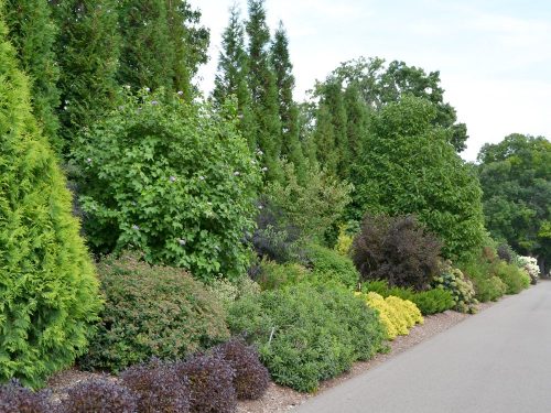 1 Main image mixed shrub border_Susan Martin What is the best way to choose plants for hedges blog - Main image mixed shrub border courtesy of Susan Martin
