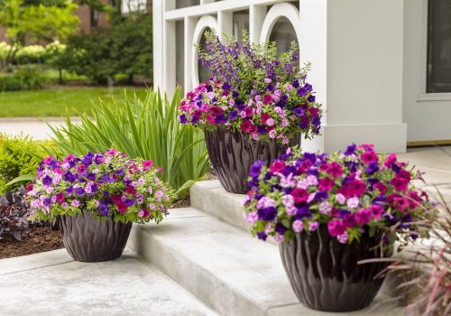 1 Supertunia combos_Proven Winners 1 Supertunia combos