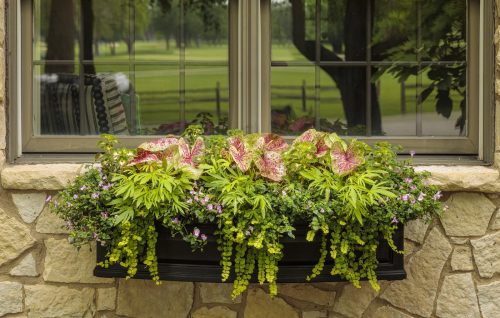 Window Box Gardening