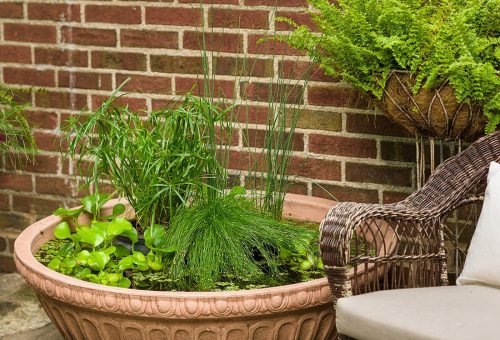 10 Mini water garden_Proven Winners Photo Courtesy of Proven Winners