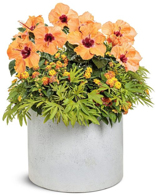 10 Mixing shrubs in combo_Tango Dance copy shrub combo