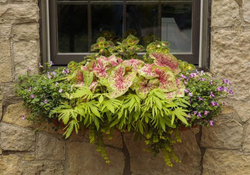 10 tropical shade box