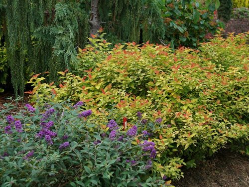 2 Budd Blue Chip-Spirea Candy Corn_Spring Meadow Nursery Buddlea Blue Chip Spirea Candy Corn