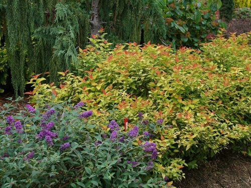 Buddlea Blue Chip Spirea Candy Corn