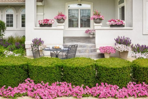 2 Color palette selection w Vista petunias_Proven Winners 2 Color palette selection w Vista petunias_Proven Winners