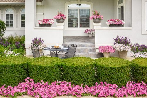 2 Color palette selection w Vista petunias_Proven Winners 2 Color palette selection w Vista petunias_Proven Winners