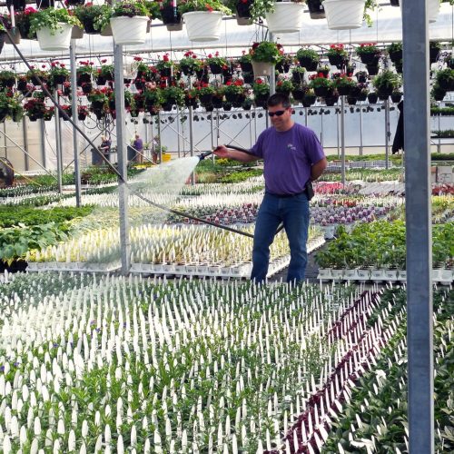 Rod in greenhouse