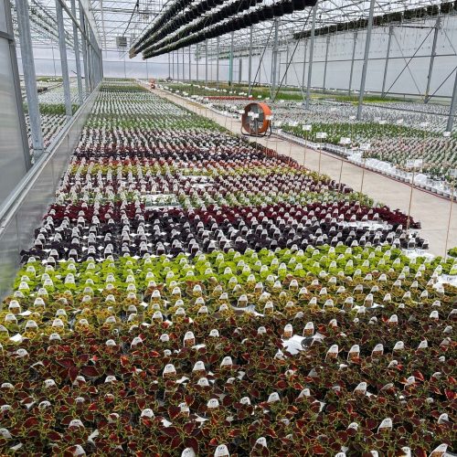 Garden Crossings Greenhouse