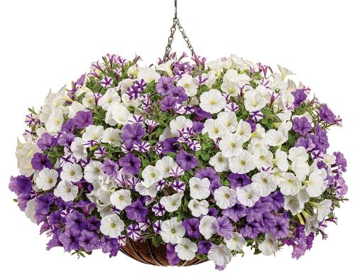 3 All Supertunias color echos_Peggy Sue copy hanging basket
