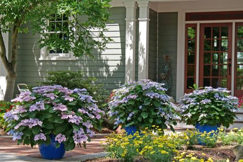 TUFF STUFF AH-HA® Hydrangea - Garden Crossings