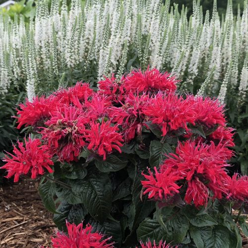3 MONARDA_PARDON_MY_CERISE_BEE_BALM_GC_MONPC_04 Monarda Pardon My Cerise
