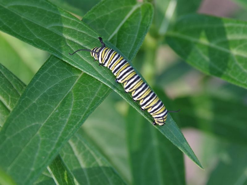 3 monarch caterpillar on milkweed_stock photo