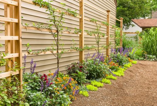 4 Espalier border_Proven Winners Photo Courtesy of Prove Winners