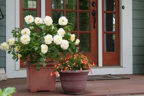 4 Fragrance on porch w Reminiscent Crema rose_Proven Winners 4 Fragrance on porch w Reminiscent Crema rose_Proven Winners