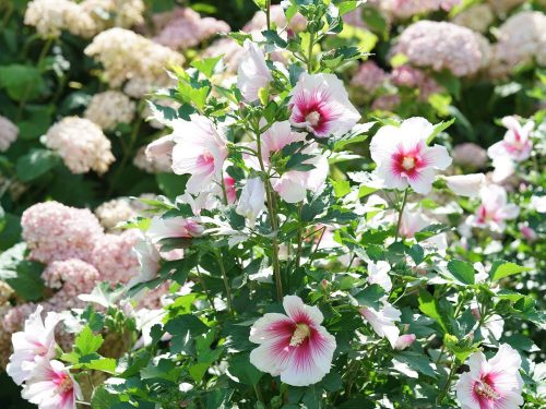 4 ParapluPinkInk Hib-IncredBlush Hyd_SMN Paraplu Pink Ink Rose of Sharon