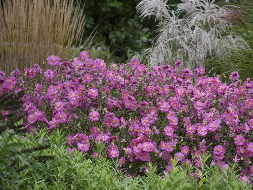 5 Fall in Love Sweetly Anem-Miscanthus-KarlF_Walters Gardens Fall in Love Sweetly Anem