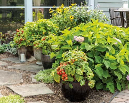 5 Grow veg on patio_Proven Winners 5 Grow veg on patio_Proven Winners