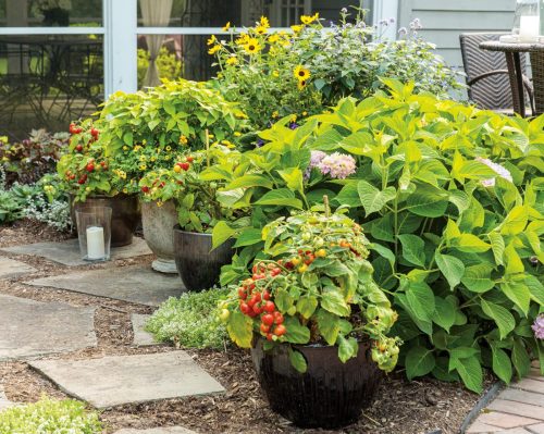 5 Grow veg on patio_Proven Winners