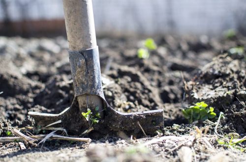 6 Amending soil w shovel stock photo