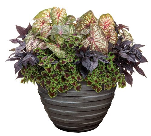 6 Foliage combo_Techno Matte Black with West Coast Fog 6 Foliage combo