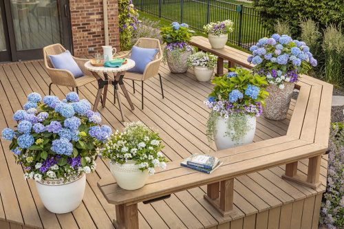 6 Hydrangeas in pots