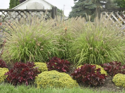 6 PennLemonSqueeze-Cherry Truffles-SedYellowBrickRd_Walters Gardens Lemon Squeeze Hardy fountain Grass