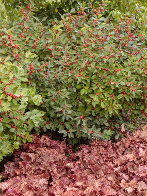 7 Berry Heavy Ilex-Peachberry Ice Heu_Proven Winners Berry Heavy Ilex