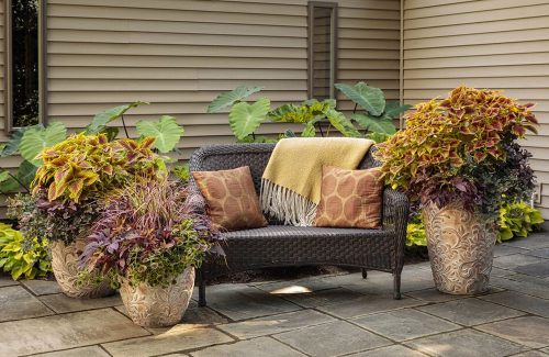 7 sun or shade plants_Proven Winners 7 sun or shade plants