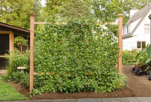 8 Homemade living screen idea_Proven Winners Photo Courtesy of Prove Winners