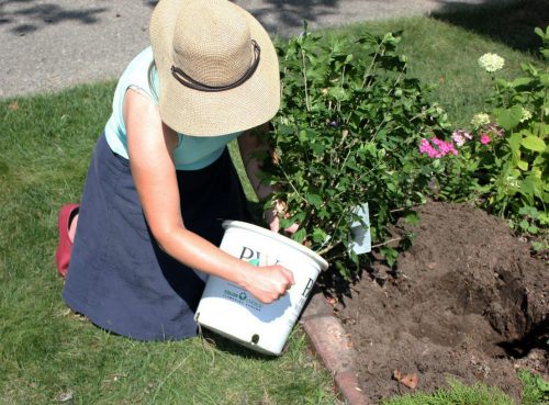 8 Planting a shrub_Spring Meadow Nursery 8 Planting a shrub_Spring Meadow Nursery