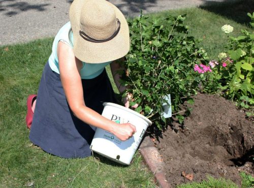 8 Planting a shrub_Spring Meadow Nursery