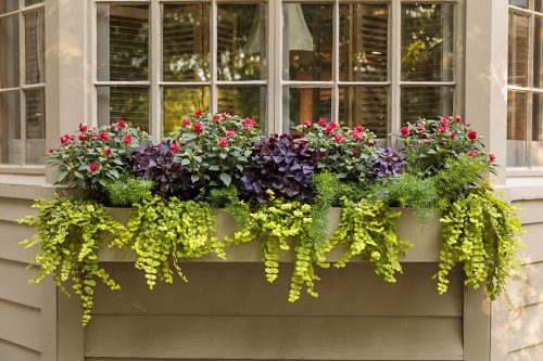 8 classic shade box impatiens_Proven Winners 8 classic shade box impatiens