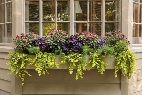 8 classic shade box impatiens