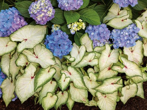 9 Blue Jangles Hyd-White Star Calad_PW White Star Claladium Blue Jangles Hydrangea