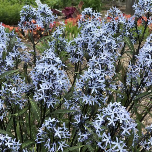 AMSONIA STORM CLOUD BLUESTAR