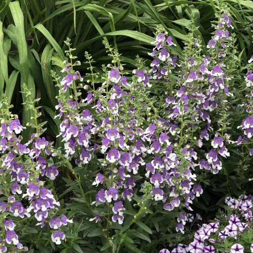 ANGELONIA ANGELFACE WEDGEWOOD BLUE SUMMER SNAPDRAGON