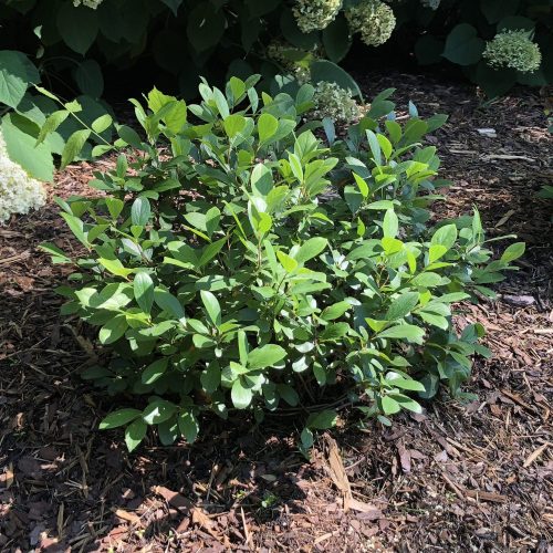 ARONIA LOW SCAPE MOUND CHOKEBERRY