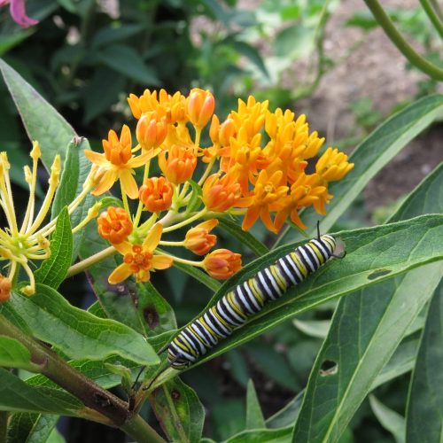 ASCLEPIAS TUBEROSA MILKWEED