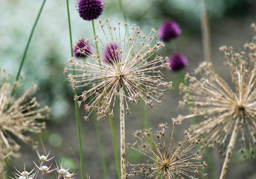 Allium seed heads