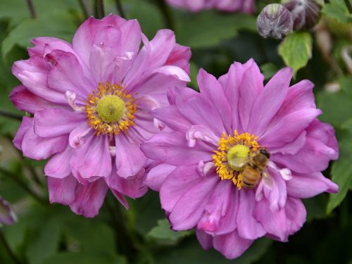 Anemone Fall in Love Sweetly w bee_Walters Gardens Anemone Fall in Love Sweetly w bee_Walters Gardens