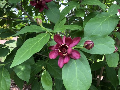 Aphrodite Calycanthus