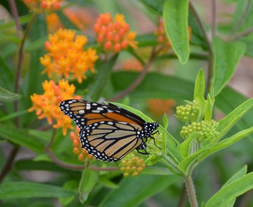 Asclepias tuberosa with monarch_Susan Martin Asclepias tuberosa with monarch_Susan Martin
