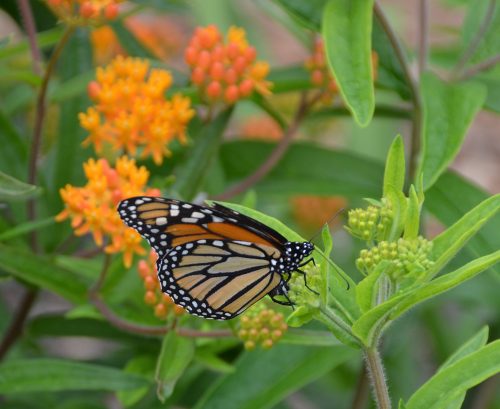 Asclepias tuberosa with monarch_Susan Martin