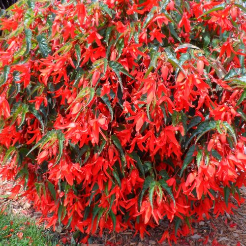 BEGONIA SANTA CRUZ SUNSET BEGONIA