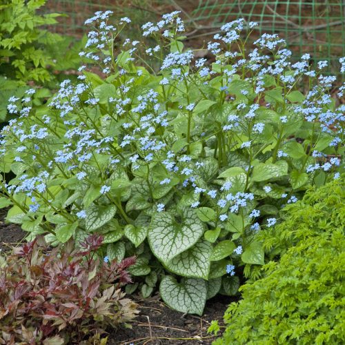 BRUNNERA JACK FROST HEARTLEAF BRUNNERA