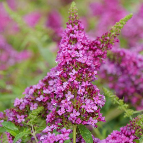 BUDDLEIA LO AND BEHOLD RUBY CHIP BUTTERFLY BUSH