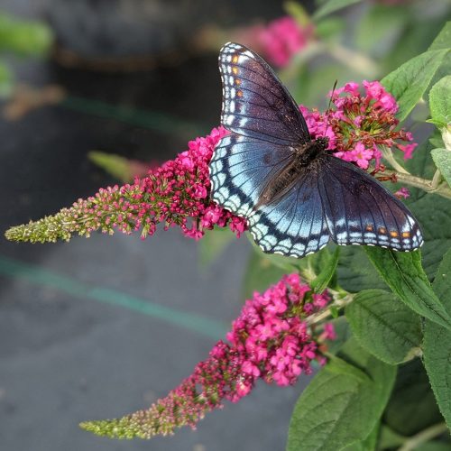 BUDDLEIA LO AND BEHOLD RUBY CHIP BUTTERFLY BUSH